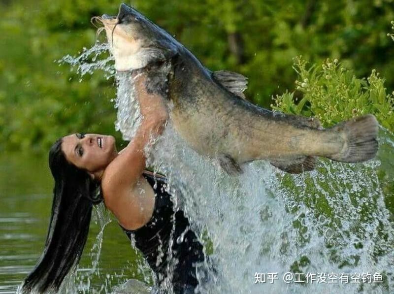 如何判斷“如東龍魚”的品牌情況（“如東龍魚”是否屬于雜牌子，如何辨別如東龍魚的真偽）