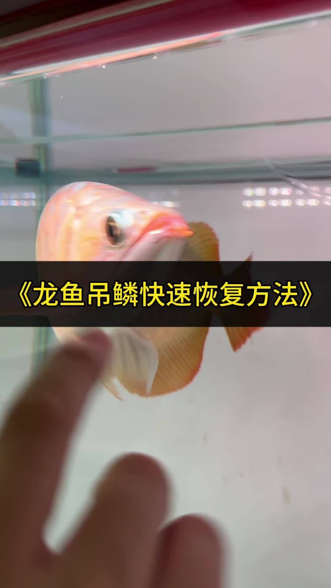 龍魚掉鱗片的處理方法（龍魚掉鱗是常見的問題，三個簡單有效的處理方法與你分享）
