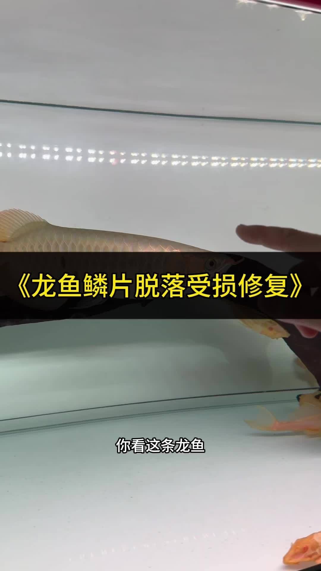龍魚掉鱗片的處理方法（龍魚掉鱗是常見的問題，三個簡單有效的處理方法與你分享）