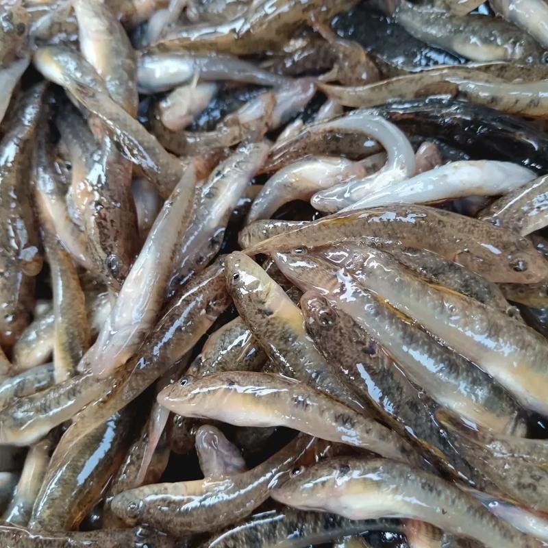 馬古龍魚的圖片，馬古龍魚的分布區(qū)域（馬古龍魚圖片）