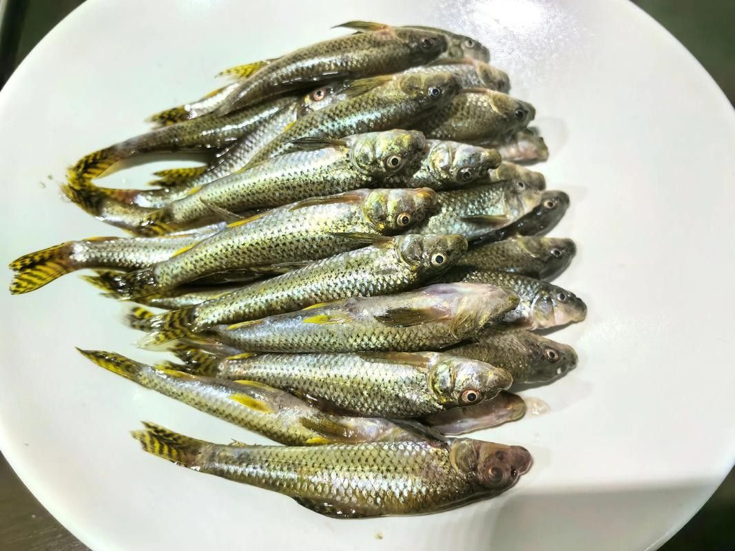 馬古龍魚的圖片，馬古龍魚的分布區(qū)域（馬古龍魚圖片）