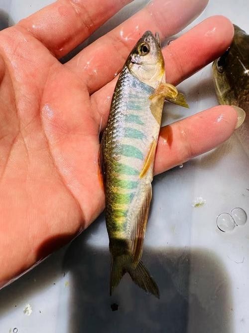 馬古龍魚的圖片，馬古龍魚的分布區域（馬古龍魚圖片）