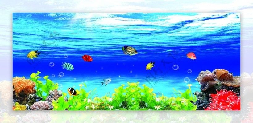 龍魚換水后趴缸了怎么回事（龍魚換完水后趴缸了怎么回事龍魚換水后趴缸了怎么回事）