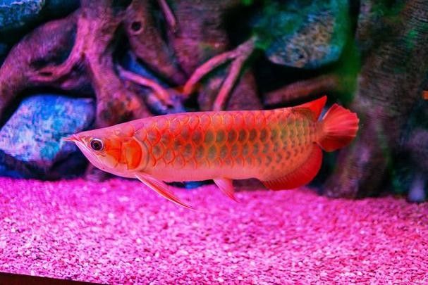 帝龍漁業最厲害三個牌子（2025魚漂品牌排行榜_最新魚漂排名分享）