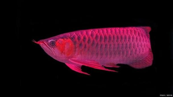 帝龍漁業最厲害三個牌子（2025魚漂品牌排行榜_最新魚漂排名分享）