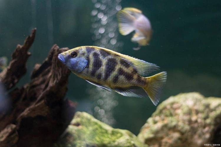 帝龍漁業最厲害三個牌子（2025魚漂品牌排行榜_最新魚漂排名分享）