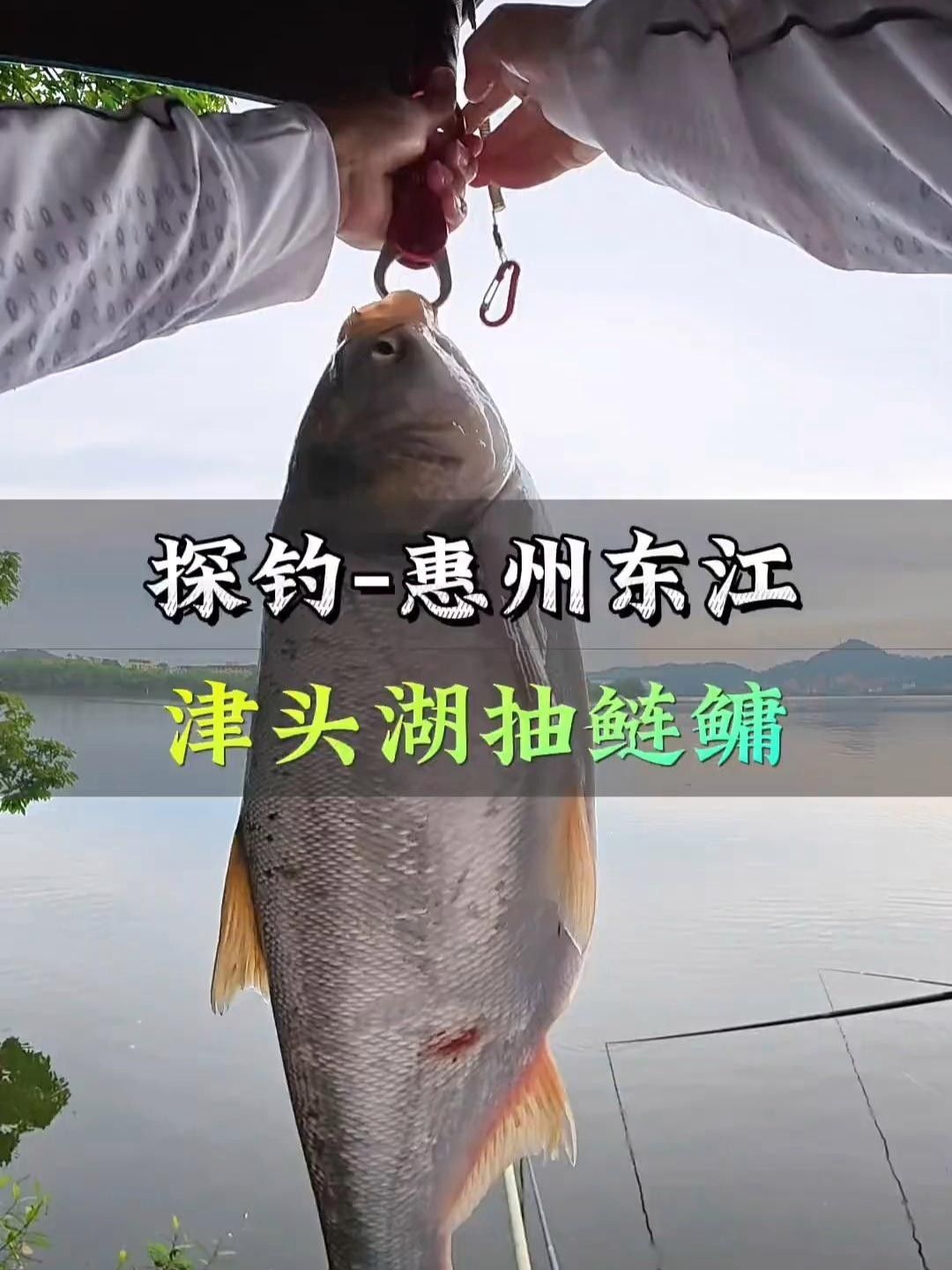 惠州東江的魚能吃嗎，惠州東江的魚能吃嗎梁小豹崽聽（惠州東江的魚怎么選？）