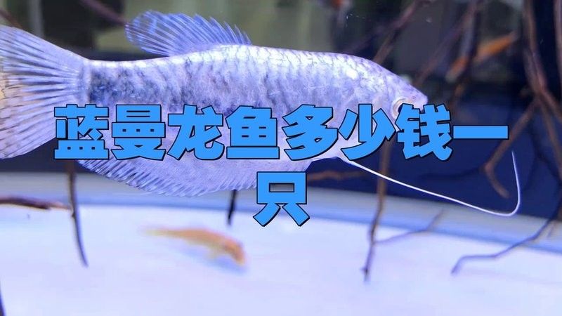 藍曼龍魚的價格是多少？（藍曼龍魚價格因尺寸、購買渠道和地區差異有較大波動）