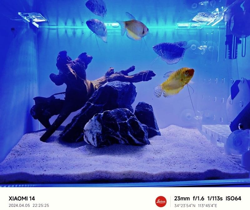 藍曼龍魚的價格是多少？（藍曼龍魚價格因尺寸、購買渠道和地區差異有較大波動）