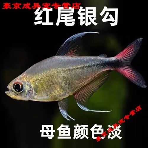 紅勾銀版魚是雜牌子還是雜牌子，紅勾銀版魚的價格是多少（如何辨別“紅勾銀版魚”的真假？）