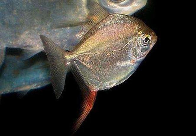 紅勾銀版魚是雜牌子還是雜牌子，紅勾銀版魚的價格是多少（如何辨別“紅勾銀版魚”的真假？）
