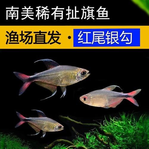 紅勾銀版魚是雜牌子還是雜牌子，紅勾銀版魚的價格是多少（如何辨別“紅勾銀版魚”的真假？）