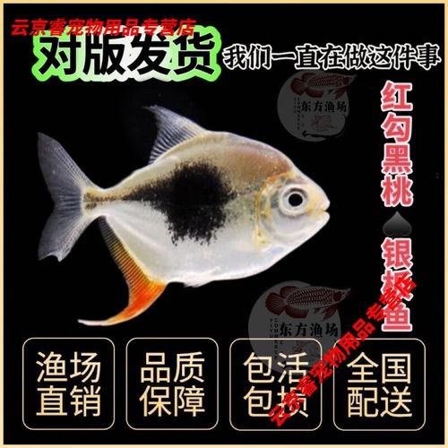 紅勾銀版魚是雜牌子還是雜牌子，紅勾銀版魚的價格是多少（如何辨別“紅勾銀版魚”的真假？）