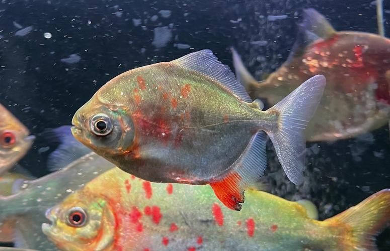 紅勾銀版魚是雜牌子還是雜牌子，紅勾銀版魚的價格是多少（如何辨別“紅勾銀版魚”的真假？）