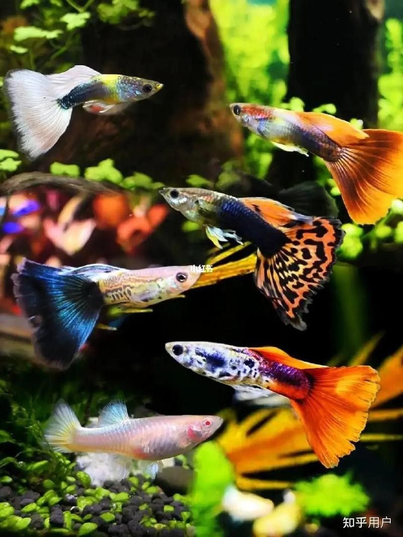 紅勾銀版魚是雜牌子還是雜牌子，紅勾銀版魚的價格是多少（如何辨別“紅勾銀版魚”的真假？）