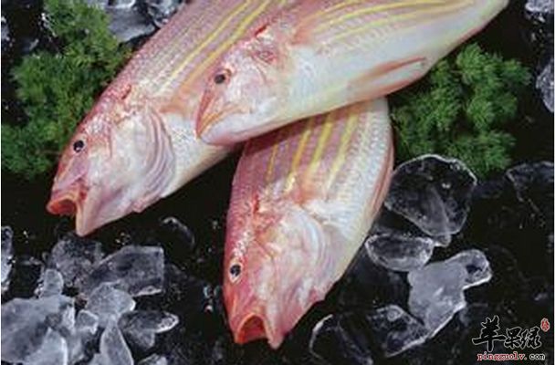 楊村賣觀賞魚的地方有哪些店面在售，楊村賣觀賞魚的地方在售（楊村賣觀賞魚的地方有哪些店面在售）