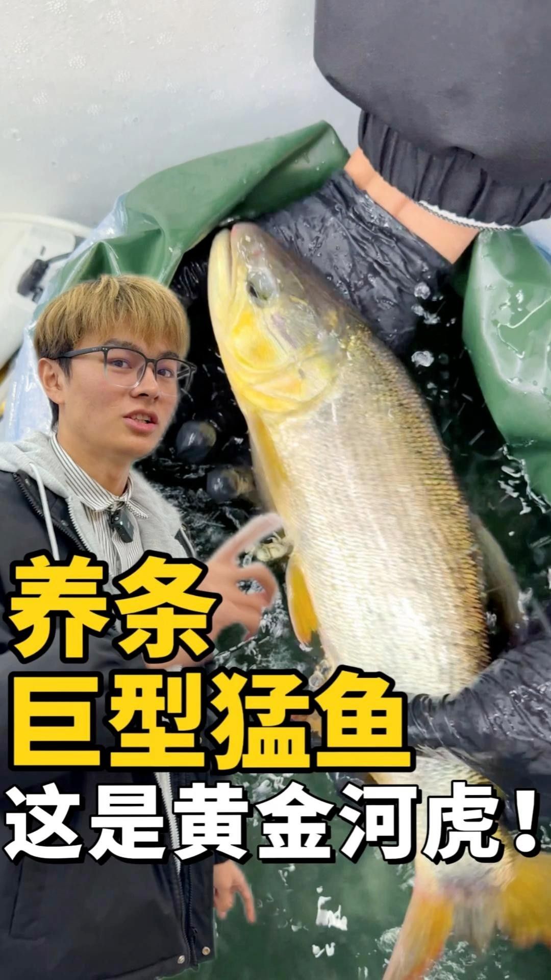 黃金河虎和黃金猛魚的區別（黃金河虎與黃金猛魚的區別）