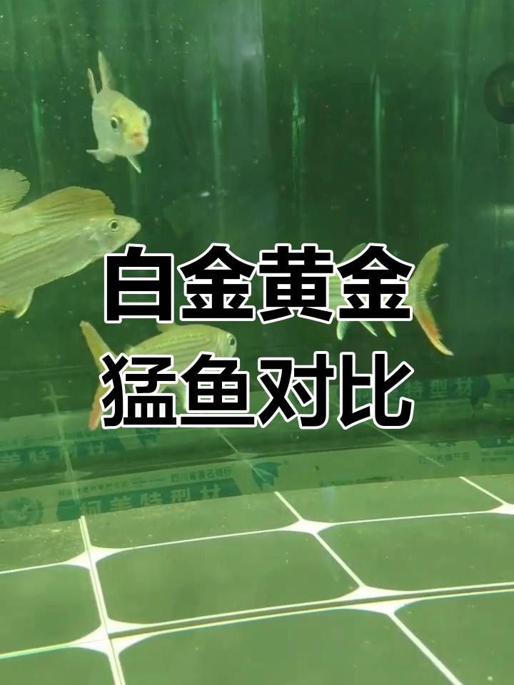 黃金河虎和黃金猛魚的區別（黃金河虎與黃金猛魚的區別）