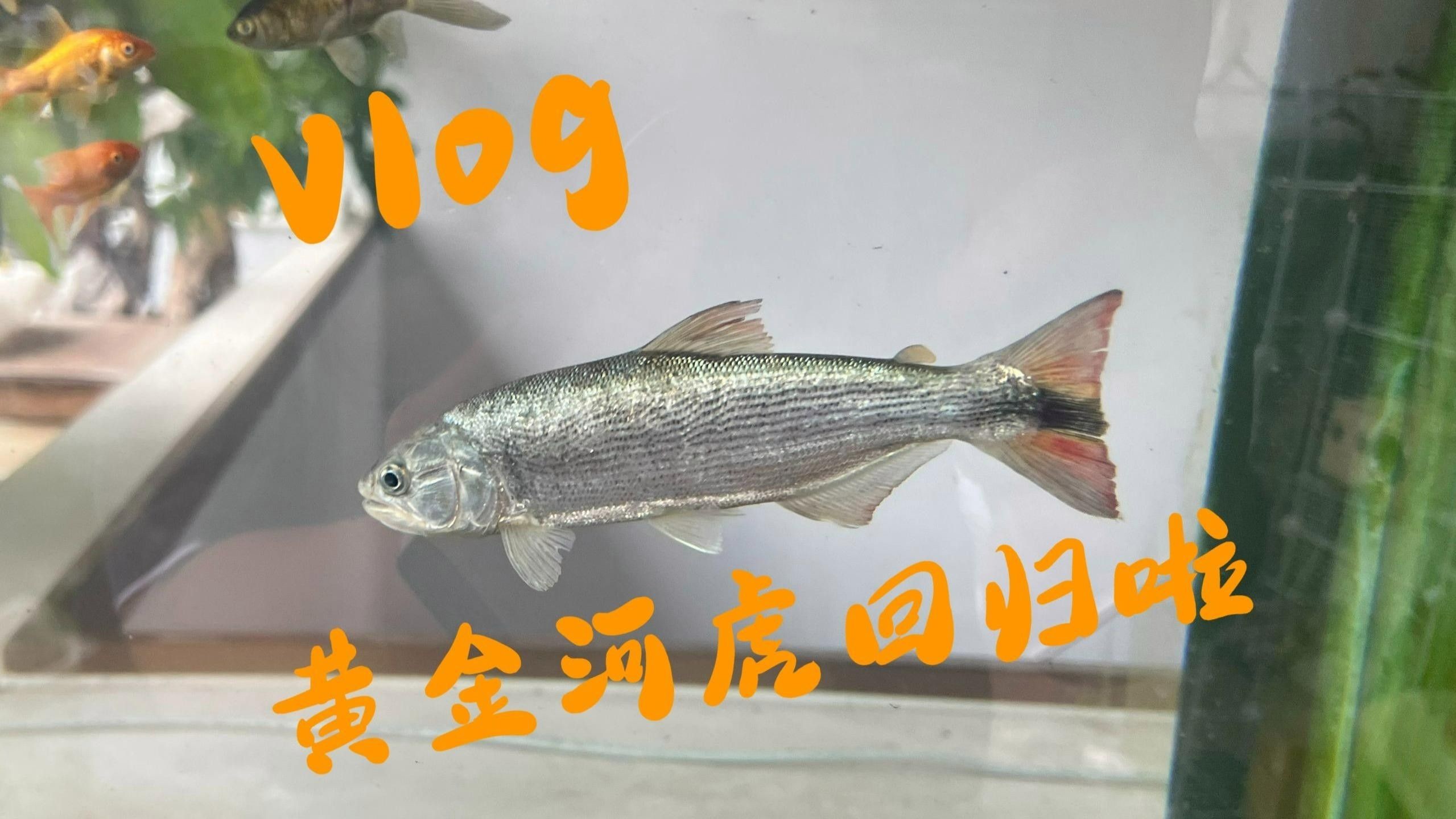 有沒有視頻教程演示如何區分野生和養殖雷龍魚，如何區分野生和養殖雷龍魚