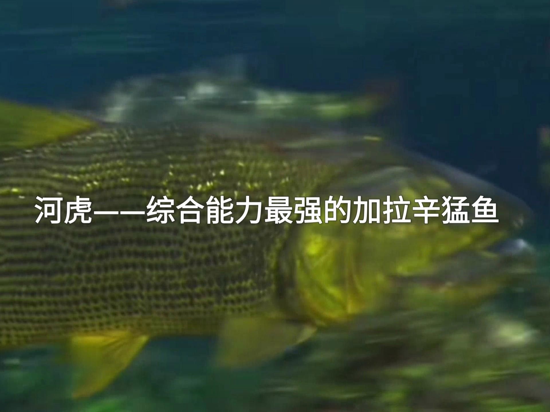 黃金河虎和黃金猛魚的區別（黃金河虎與黃金猛魚的區別）