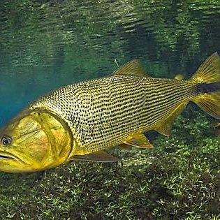 黃金河虎和黃金猛魚的區別（黃金河虎與黃金猛魚的區別）