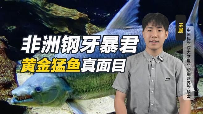 黃金河虎和黃金猛魚的區別（黃金河虎與黃金猛魚的區別）