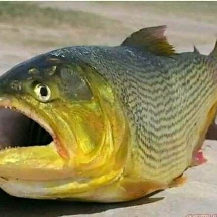 黃金河虎和黃金猛魚的區別（黃金河虎與黃金猛魚的區別）