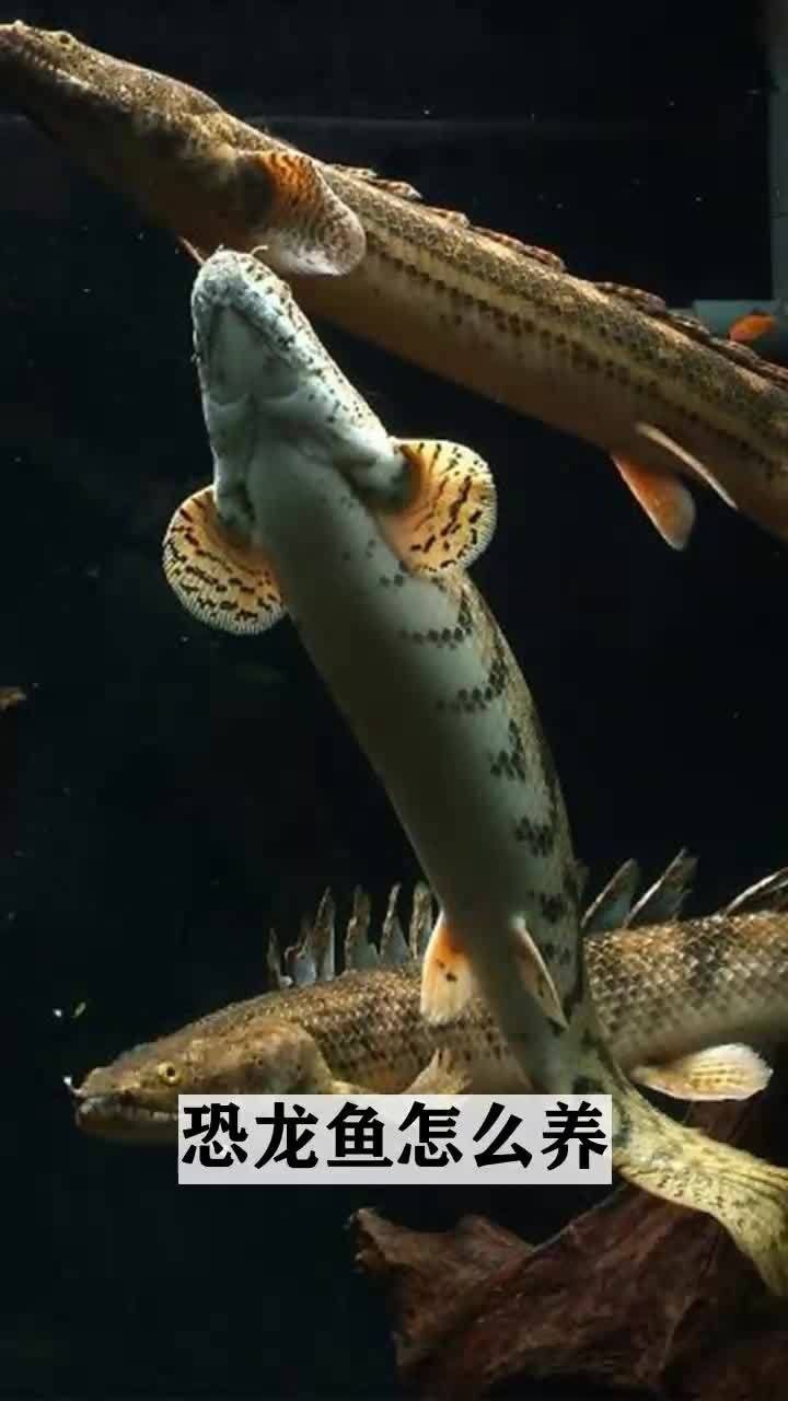 有沒有視頻教程演示如何區分野生和養殖雷龍魚，如何區分野生和養殖雷龍魚