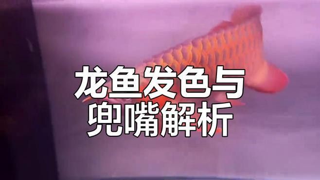 龍魚掉嘴的原因及解決方法（龍魚“掉嘴”怎么辦？）