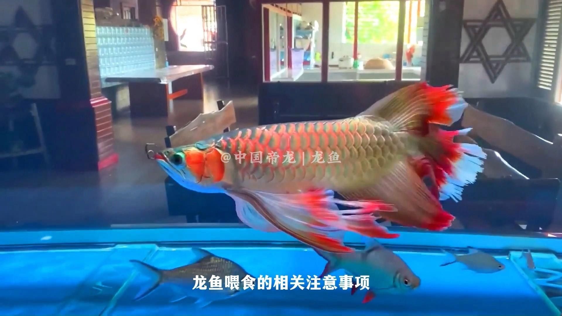 龍魚升溫的注意事項（養魚知識|喂養龍魚的注意事項知識）