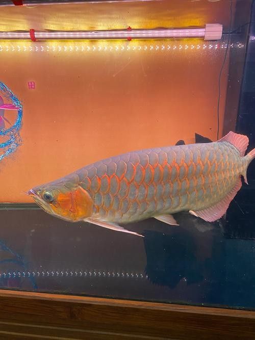 赤坎金龍魚的價格是多少？（-益海嘉里金龍魚食品集團股份有限公司旗下的知名糧油品牌）