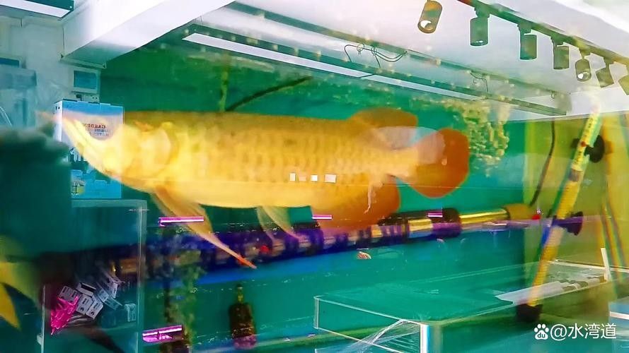 赤坎金龍魚的價格是多少？（-益海嘉里金龍魚食品集團股份有限公司旗下的知名糧油品牌）