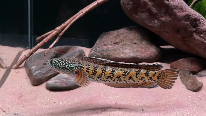 鬼王雷龍魚適合在哪種水域生存鬼王雷龍魚是什么品種（鬼王雷龍魚是什么品種鬼王雷龍魚適合在哪種水域生存）