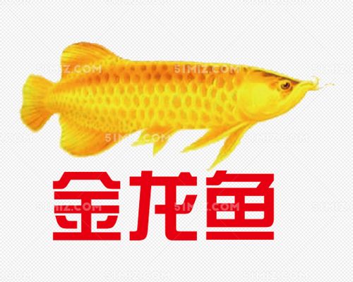 魚缸細菌感染用什么藥（祥龍魚場細菌感染用什么藥本站是一個關于魚細菌感染用什么藥）