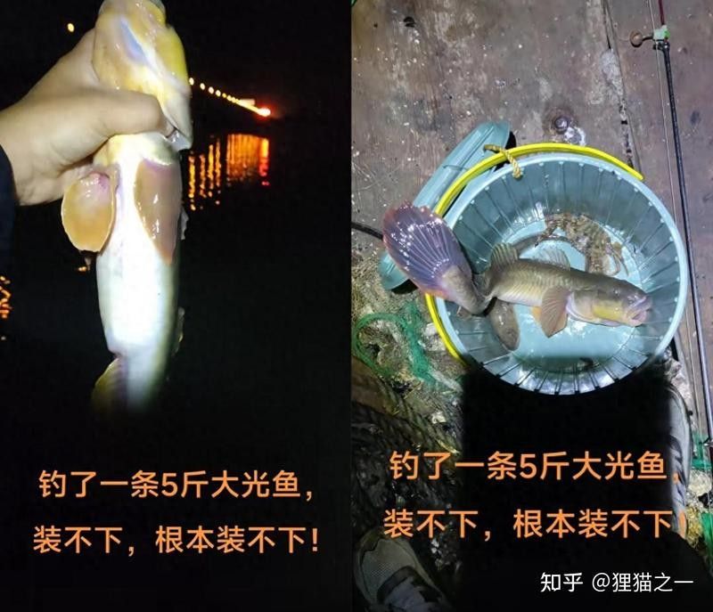 山東男子釣到5斤重光魚魚桶都裝不下，網(wǎng)友：龍宮里跑出來的貍貓（山東男子釣到5斤重光魚魚桶裝不下，網(wǎng)友：龍宮里跑出來的貍貓）
