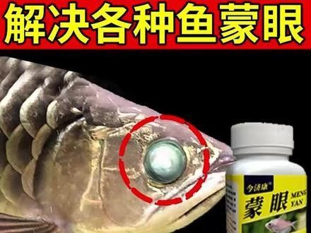 龍魚眼睛有白膜怎么治（龍魚眼睛出現(xiàn)白膜怎么辦，龍魚眼睛有白膜怎么治療）