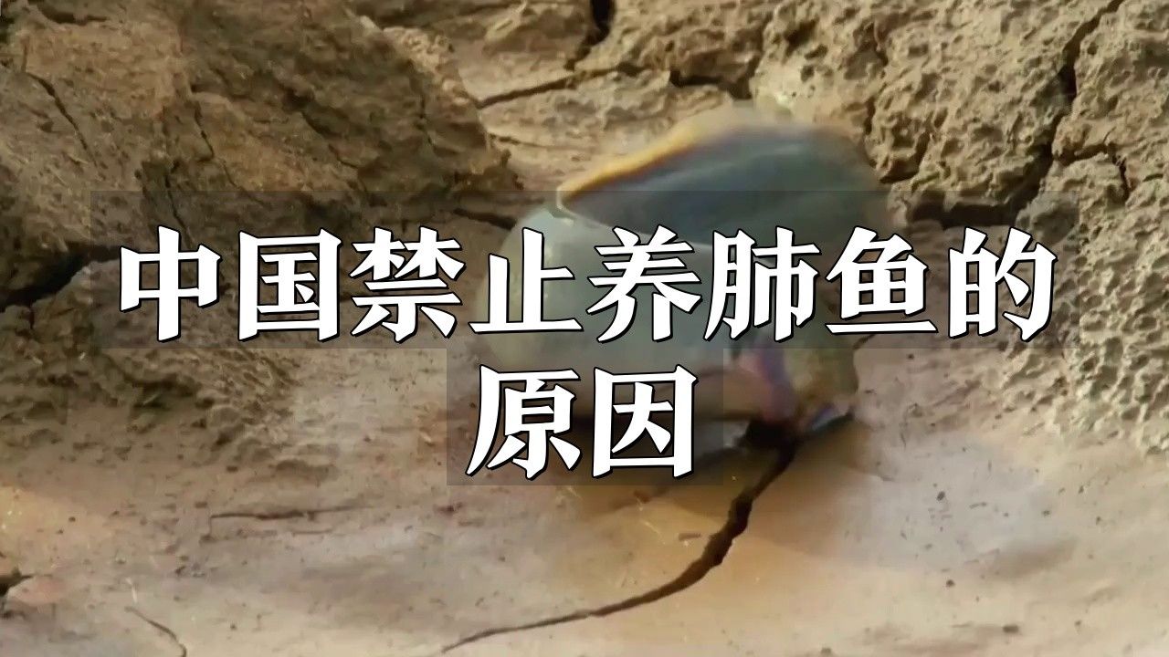 中國禁止養(yǎng)肺魚的原因知財訊肺魚能吃嗎百度健康聽（中國禁止養(yǎng)肺魚的原因是什么？）