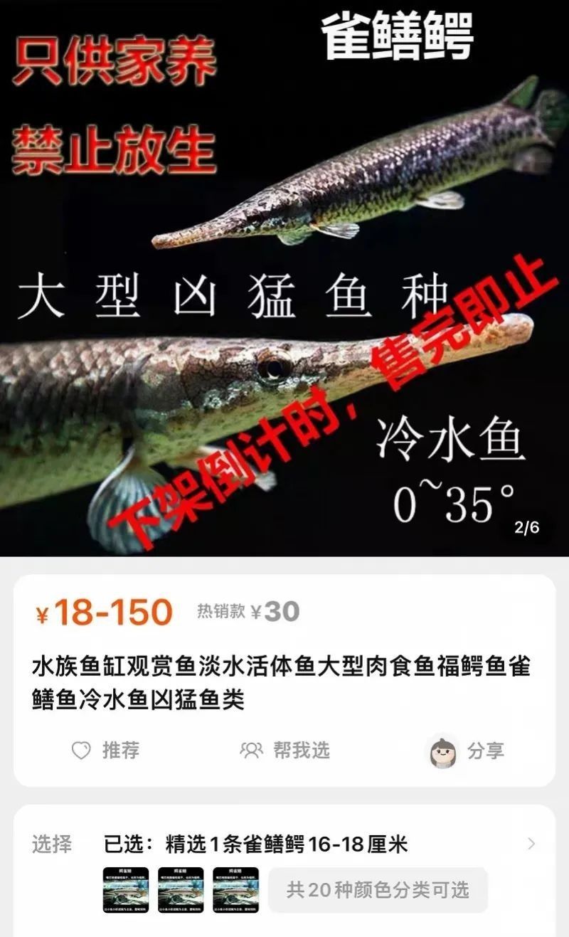 白化幽靈火箭魚多少錢一條腦腦甜系生活錄盤點（白化幽靈火箭魚多少錢一條腦腦甜系生活錄）