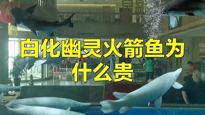 白化幽靈火箭魚多少錢一條腦腦甜系生活錄盤點（白化幽靈火箭魚多少錢一條腦腦甜系生活錄）