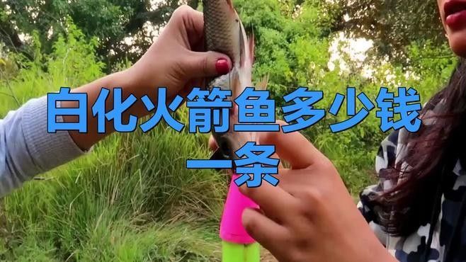 白化幽靈火箭魚多少錢一條腦腦甜系生活錄盤點（白化幽靈火箭魚多少錢一條腦腦甜系生活錄）