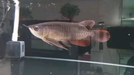 龍魚的飼養之道（廣東-老王評論：玩物本無價，修心情更高，）