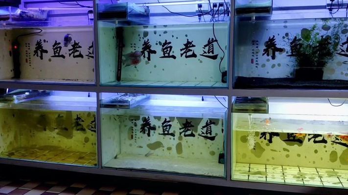 觀賞魚的種類有哪些？（東南亞觀賞魚最受歡迎的5種觀賞魚品種，觀賞魚品種）