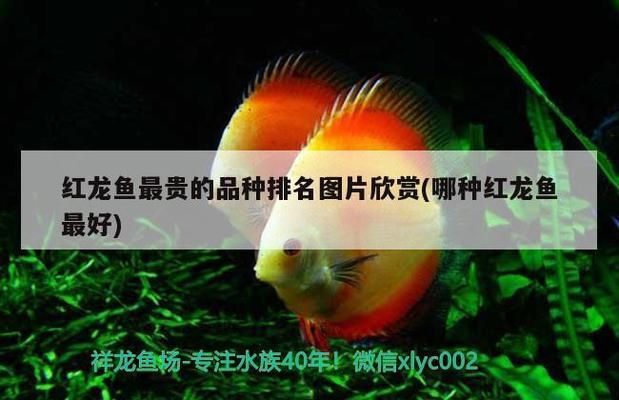 龍魚細(xì)菌感染的癥狀及其表現(xiàn)（龍魚細(xì)菌感染癥狀及其表現(xiàn)）