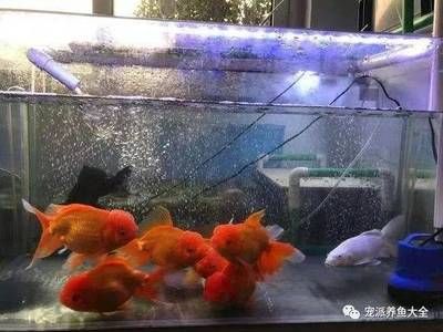如何辨別金龍魚真?zhèn)危浚ㄈ绾伪鎰e金龍魚的健康狀況，如何鑒別金龍魚的健康狀況）