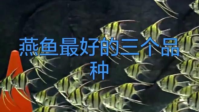埃及神仙和普通燕魚區(qū)別