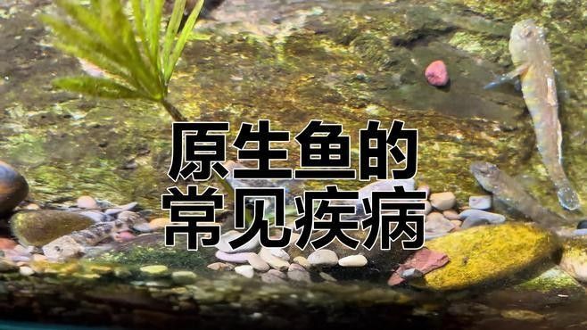 魚病大揭秘：白點、爛尾、真菌感染全解析（魚上有斑是得了什么病）