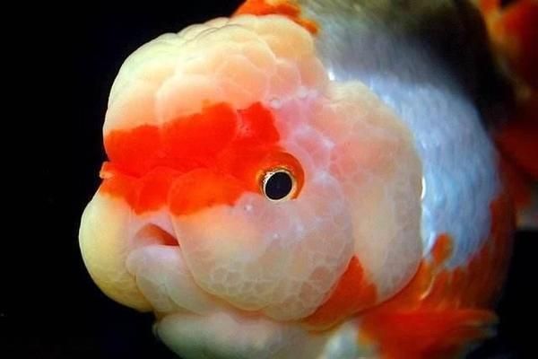 魔神雷龍魚的種類有哪些？（魔神雷龍魚有幾種品種）
