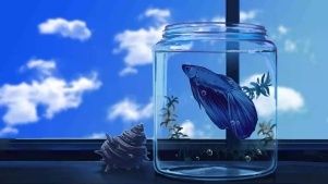 八角恐龍魚飼養指南（八角恐龍魚的飼養指南）