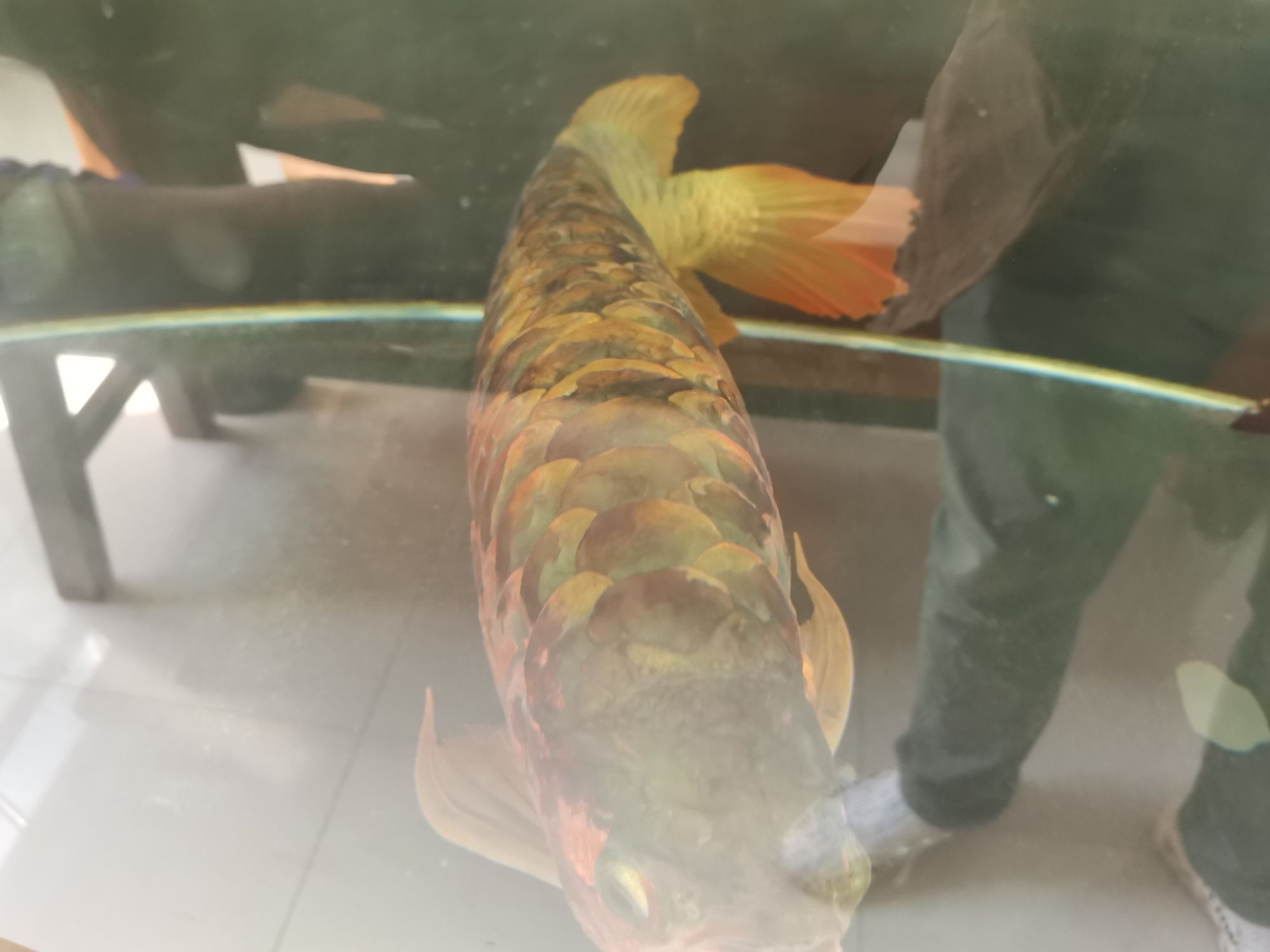 龍魚(yú)病的初見(jiàn)與養(yǎng)魚(yú)者的心理反應(yīng)，本文探討了養(yǎng)龍魚(yú)者的心理變化（別說(shuō)你不敢養(yǎng)了，這龍下輩子也不敢投胎到你家了）