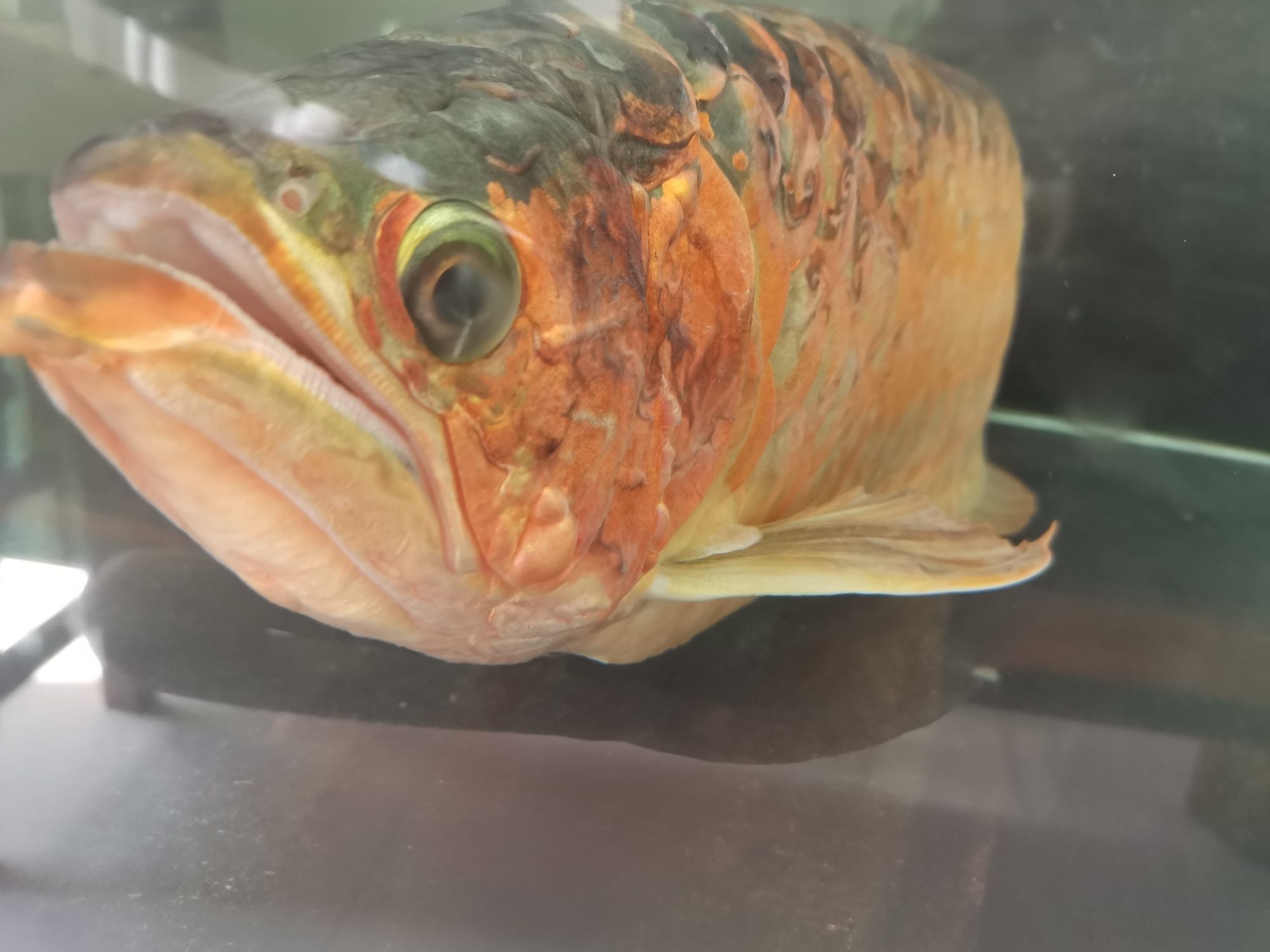 龍魚(yú)病的初見(jiàn)與養(yǎng)魚(yú)者的心理反應(yīng)，本文探討了養(yǎng)龍魚(yú)者的心理變化（別說(shuō)你不敢養(yǎng)了，這龍下輩子也不敢投胎到你家了）